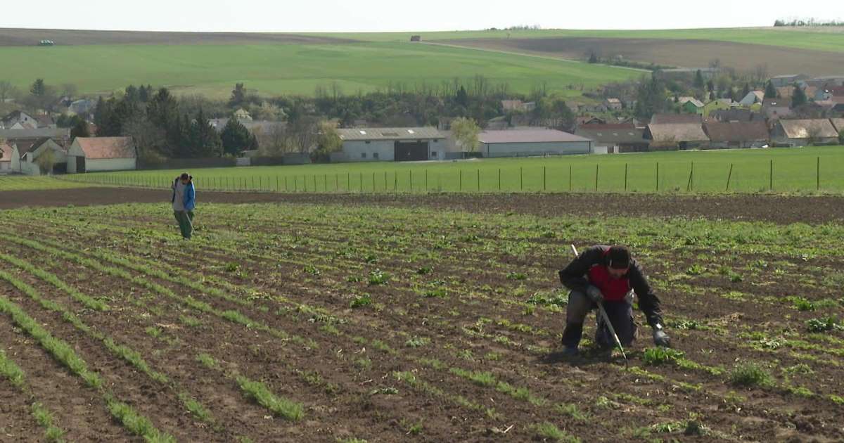 هل تغير التكنولوجيا نهج المزارعين خلال أزمة كورونا؟