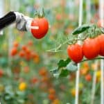 بالفيديو: كيف تستفيد من "الروبوتات" في الزراعة ؟