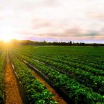 جولة داخل مزرعة المستقبل