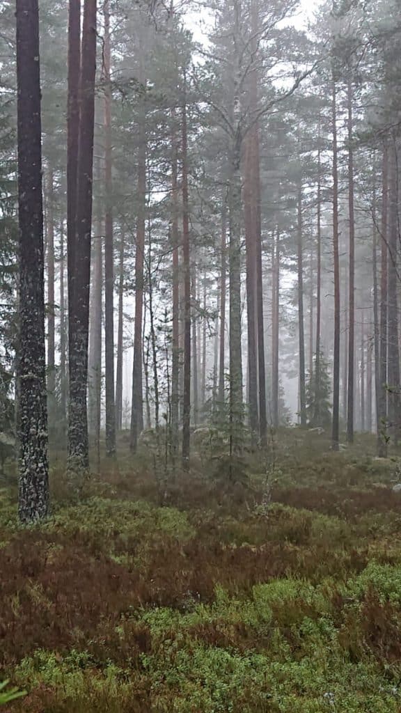 "Wood City" حي كامل في فنلندا مبنٍ من الخشب