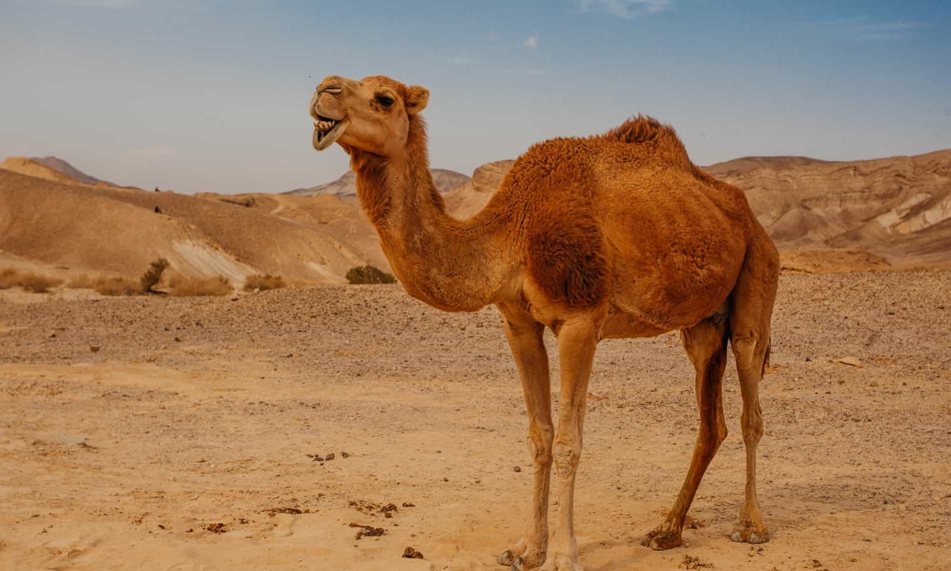 مفاجأة.. الجمال مصدر إلهام لتقنية تبريد جديدة