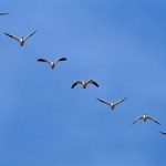 يقلل التلوث.. "fello’fly" نظام طيران مستوحى من الإوز