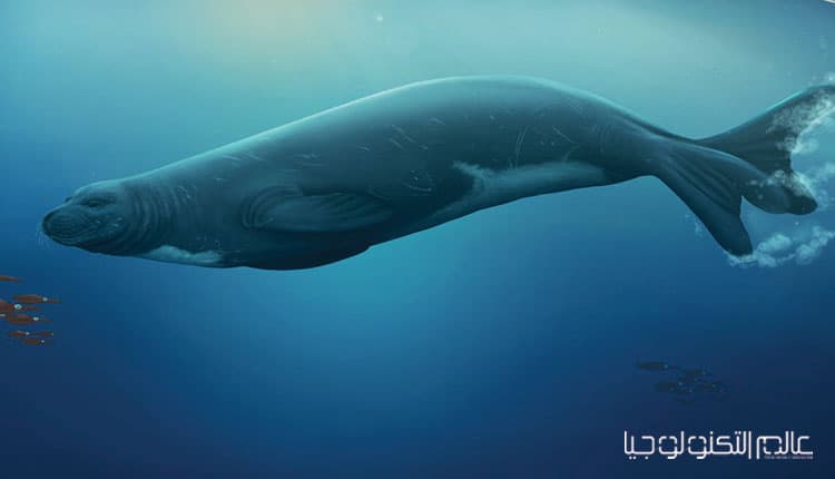 اكتشاف أحفورة جديدة لـ " فقمة الراهب المتوسطية" في نيوزيلندا