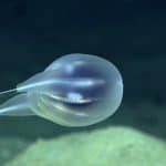 باحثون يكتشفون مخلوق بحري غريب في أعماق البحار