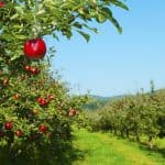 شركة ناشئة تستخدم الطائرات بدون طيار والذكاء الاصطناعي للكشف عن الآفات والأمراض