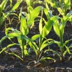 طريقة تصوير جديدة تعرض نسبة الكربون بالتربة بمقاييس ذرية