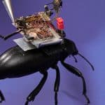 كاميرا مثبتة على خنفساء لبث مغامرات الحشرات