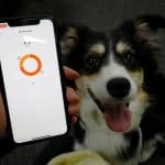 طوق ذكي يراقب مشاعر كلبك