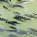 علماء "كاوست" يطورون مكعبا صغيرا يراقب جودة مياه المزارع السمكية