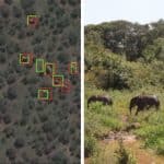 علماء يستخدم صور الأقمار الصناعية لحصر عدد الأفيال