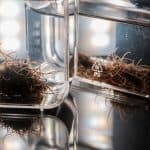 دراسة: يمكن تحويل الديدان إلي روبوتات