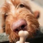 نظام ذكاء اصطناعي جديد يدرب الكلاب من خلال مكافأتهم