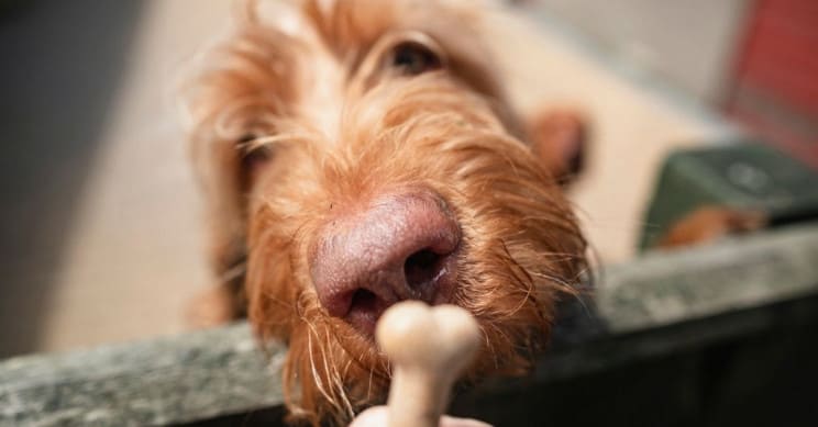 نظام ذكاء اصطناعي جديد يدرب الكلاب من خلال مكافأتهم