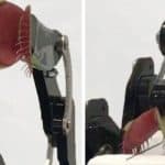 مهندسون يحولون "مصيدة فينوس" لصيد الذباب إلى ذراع آلي