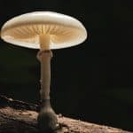 هل يمكن للفطر الآكل للبلاستيك القضاء على النفايات البلاستيكة ؟