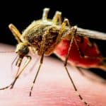 علماء يصممون بعوض لنشر جينات مكافحة مرض الملاريا