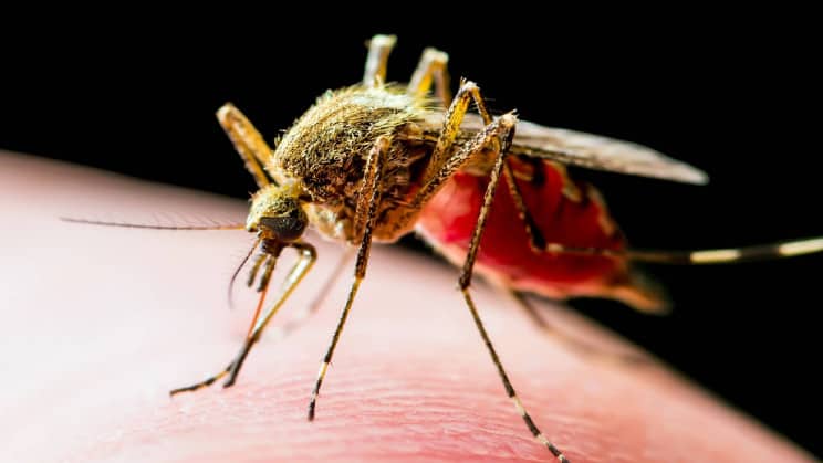 علماء يصممون بعوض لنشر جينات مكافحة مرض الملاريا