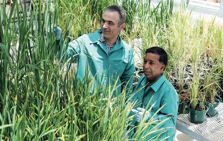"كاوست" تستعين بعلم الوراثة الجزيئية لمكافحة الآفات الزراعية