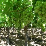 جائزة سمو أمير منطقة تبوك للمزرعة النموذجية تسهم بتطور الزراعة بالمملكة