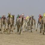 الراكب الآلي