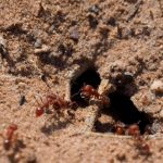 كيف يمكن أن يستفيد البشر من المدن المعمارية والهندسية تحت الأرض للنمل؟