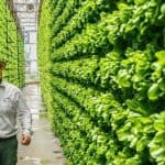 هل الزارعة الداخلية العمودية هي مستقبل الزراعة؟