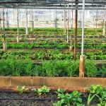 ثورة في الزراعة الأفقية الدورانية من خلال اسطوانة دائرية