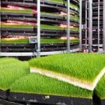 شركة أمريكية تستخدم تقنيتها المبتكرة لزراعة الأعلاف الحيوانية