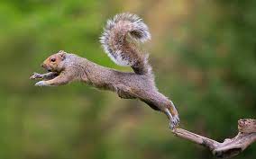 الجيش الأمريكي يعتمد على السنجاب لتطوير روبوتاته المستقبلية