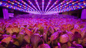 هل يمكن لمصابيح LED أن تحل محل الشمس لزراعة النباتات؟