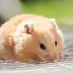 انتشار فيروس "SARS-CoV-2" في هونج كونج.. والسبب «الهامستر»