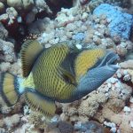 أسماك "الزناد" تُطور طرقًا جديدة لتنويع مصادر غذائها