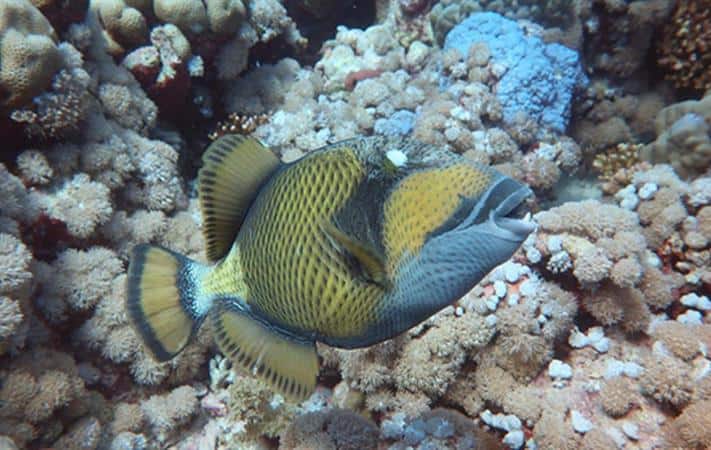 أسماك "الزناد" تُطور طرقًا جديدة لتنويع مصادر غذائها