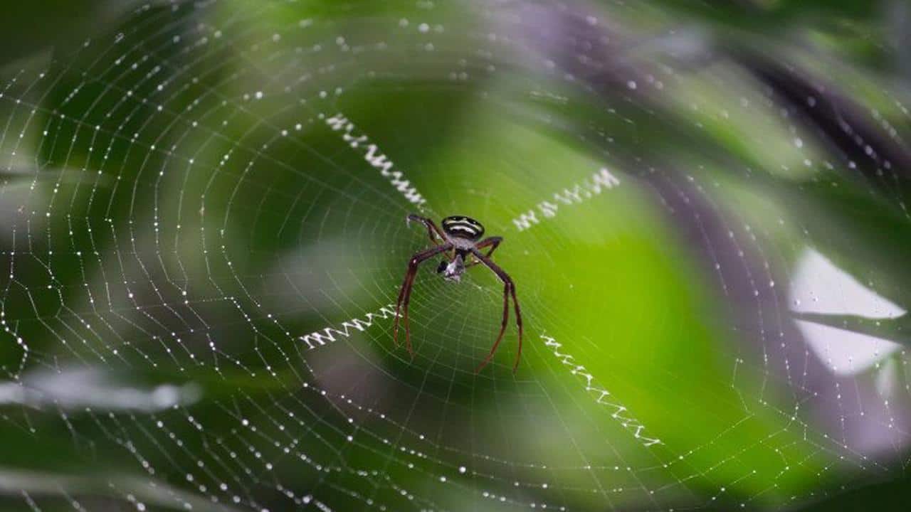 مفاجأة.. خيوط حرير العنكبوت يمكن أن تقضي على السرطان