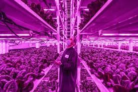شركة Ensora Systems تقدم مستوي مراقبة بيئي دقيق لإنجاح عمليات الزراعة في الأماكن المغلقة