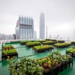 الزراعة الحضرية مصدر سريع وآمن للغذاء