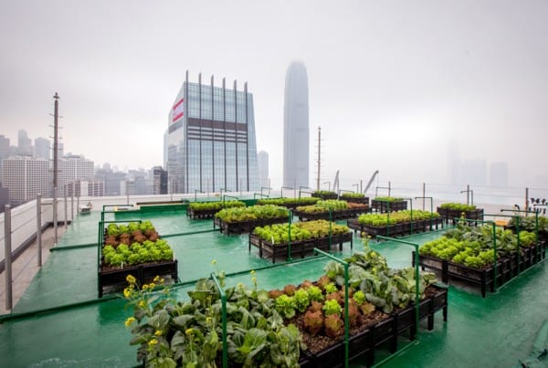 الزراعة الحضرية مصدر سريع وآمن للغذاء