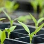 ما هو دور منتجات شركة PolyFlex في سد الفجوة بين الزراعة الداخلية والزراعة التقليدية؟