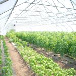 Greenhouse أو البيت الأخضر.. بيئة مثالية لزراعة البيئة الخاضعة للرقابة