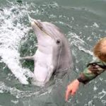 روسيا تنشر "الدلافين العسكرية" فى البحر الأسود لحماية أسطولها من الهجمات المحتملة