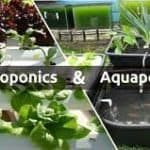 ما هي أنظمة Aeroponics و Hydroponics الزراعية؟ وما هي أبرز الاختلافات بينهما؟