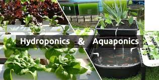 ما هي أنظمة Aeroponics و Hydroponics الزراعية؟ وما هي أبرز الاختلافات بينهما؟