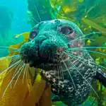 يواجه الضوء صعوبة في اختراق الظلام القاتم لأعماق المحيط، وأي حيوانات تصطاد أو تعيش داخل هذه المناطق المظلمة من المحيط غالبًا ما تتكيف بطريقة ما. بالنسبة للبعض، مثل الحيتان والدلافين، هذا يعني استخدام تحديد الموقع بالصدى لتحديد الفريسة المحتملة. بالنسبة لصيد الفقمات في أعماق المحيط  تؤدي شواربها الطويلة دورًا مهمًا في تعقب الطعام المحتمل.