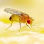 ابتكار تقنية لاسلكية تسمح بالتحكم فى الخلايا العصبية فى أدمغة الذباب
