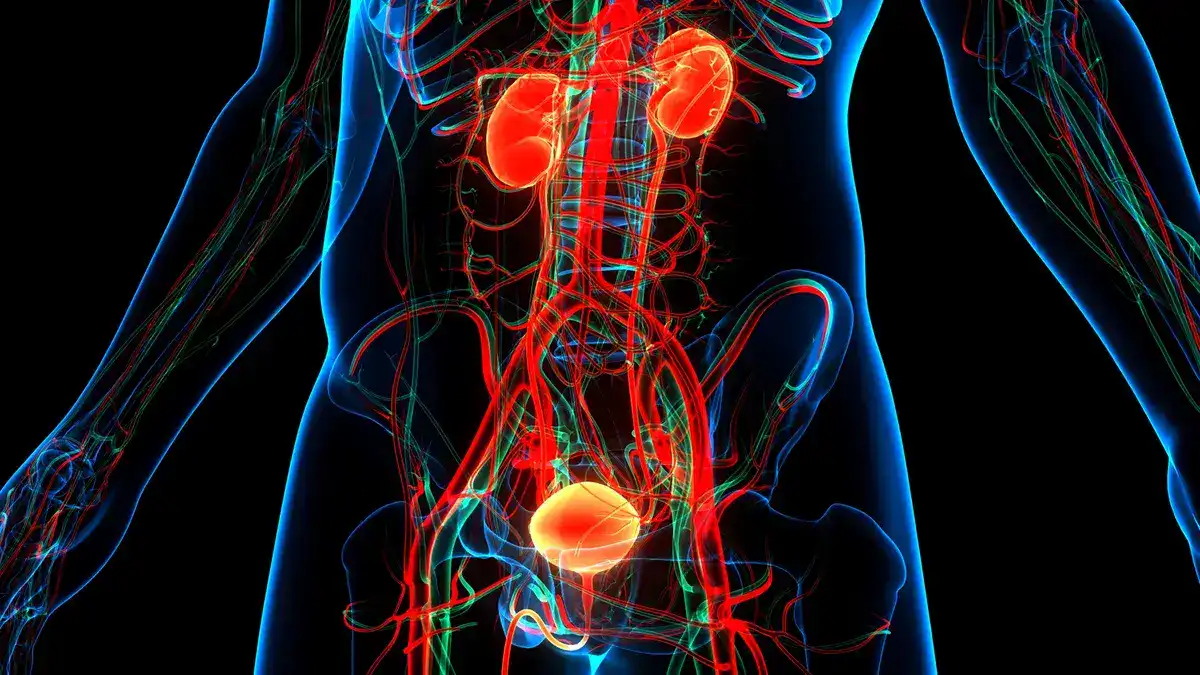 ابتكار دواء جديد يمكنه معالجة سرطان المثانة