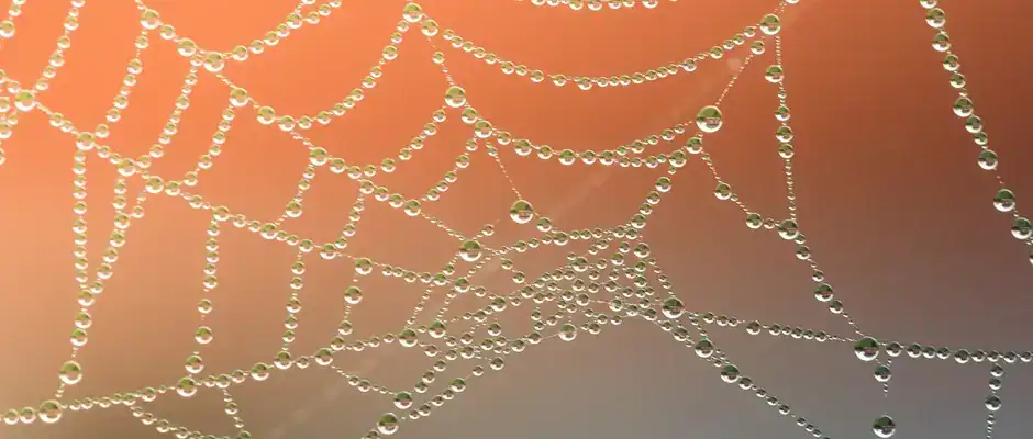 كيف يُجمع حرير العنكبوت الماء؟