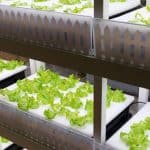 لماذا تعد الزراعة العمودية من أهم أنواع الزراعة الحالية؟