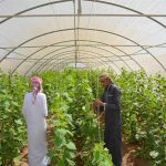بأحدث التقنيات.. المملكة تبدأ خطتها التوسعية الزراعية