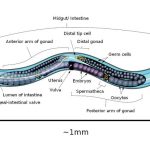Caenorhabditis elegans  ( C. elegans )
