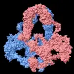 إنشاء خرائط ثلاثية الأبعاد لعلاج أمراض الكلى والدماغ بشكل أفضل